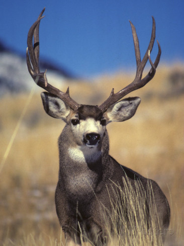 Top 5 Tips On Mule Deer Hunting - The Best And Most Complete Hunting Tips