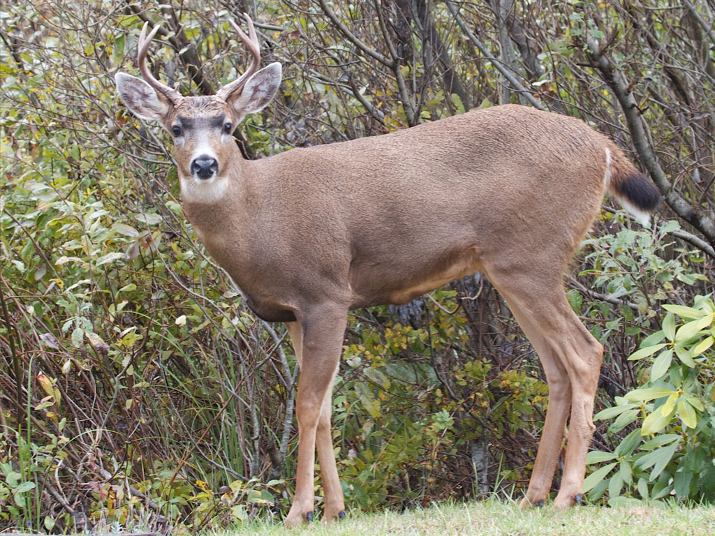 How To Hunt A Black-Tailed Deer Successfully - The Best And Most ...